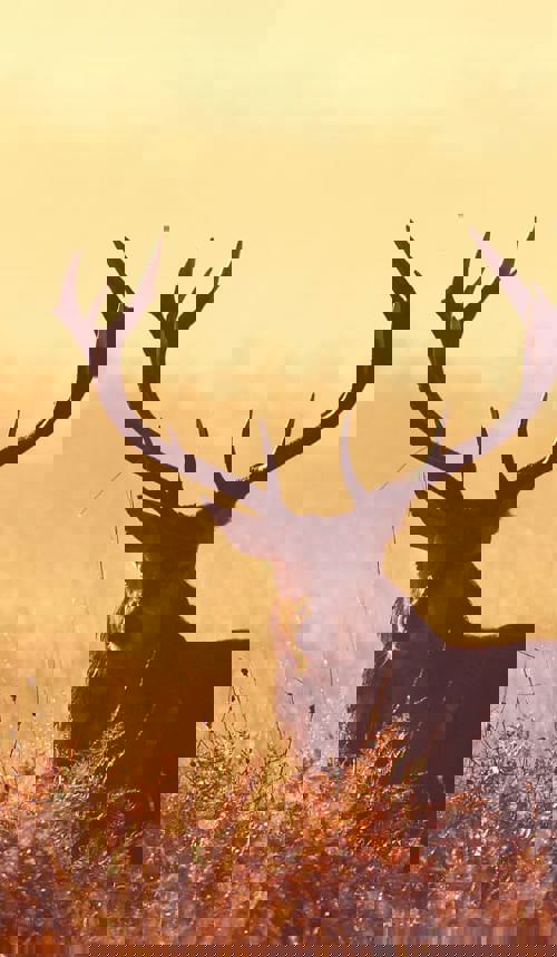 Content Hub Stag